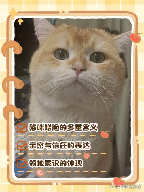 猫咪为什么喜欢蹭脸-猫为什么喜欢蹭自己的脸-第8张图片 猫咪为什么喜欢蹭脸-猫为什么喜欢蹭自己的脸-第8张图片