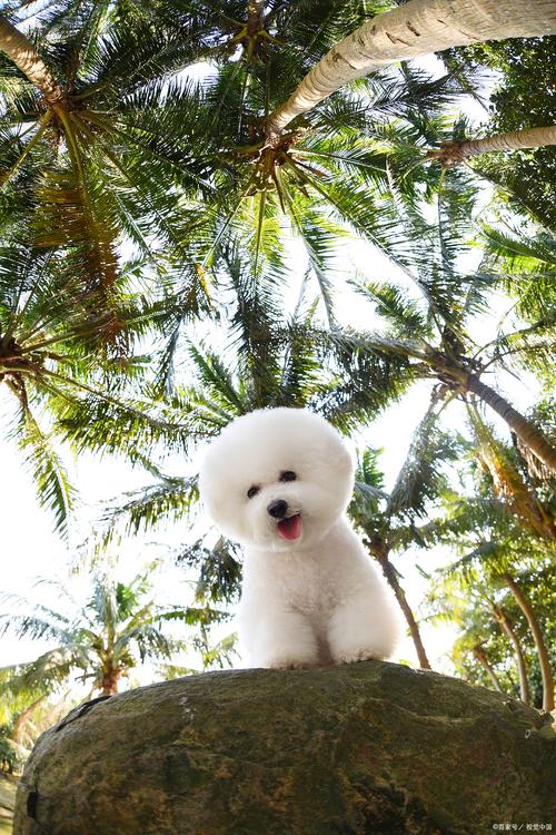 狗狗可以吃水果吗,狗狗能吃的20种水果-第9张图片 狗狗可以吃水果吗,狗狗能吃的20种水果-第9张图片