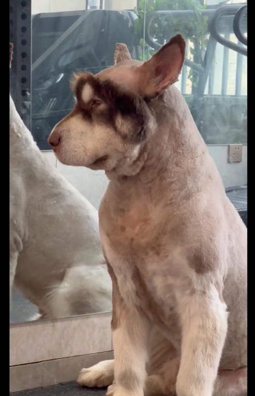 纯种阿拉斯加犬剃毛后-阿拉斯加犬剃毛后注意事项-第3张图片 纯种阿拉斯加犬剃毛后-阿拉斯加犬剃毛后注意事项-第3张图片