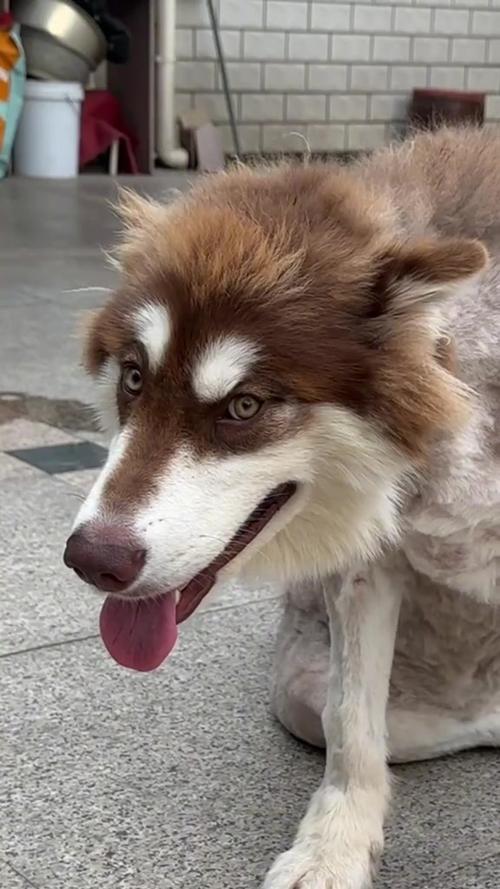 纯种阿拉斯加犬剃毛后-阿拉斯加犬剃毛后注意事项-第4张图片 纯种阿拉斯加犬剃毛后-阿拉斯加犬剃毛后注意事项-第4张图片