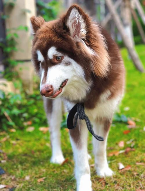 纯种阿拉斯加犬剃毛后-阿拉斯加犬剃毛后注意事项-第6张图片 纯种阿拉斯加犬剃毛后-阿拉斯加犬剃毛后注意事项-第6张图片