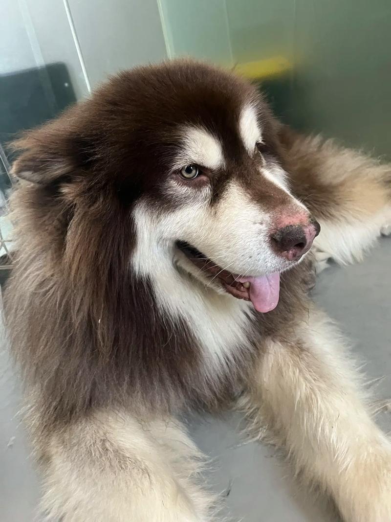 纯种阿拉斯加犬剃毛后-阿拉斯加犬剃毛后注意事项-第8张图片 纯种阿拉斯加犬剃毛后-阿拉斯加犬剃毛后注意事项-第8张图片