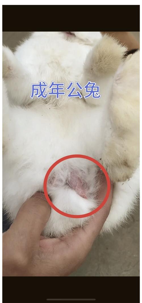 解析“公兔母兔怎么区分”你不知道的事-第5张图片 解析“公兔母兔怎么区分”你不知道的事-第5张图片