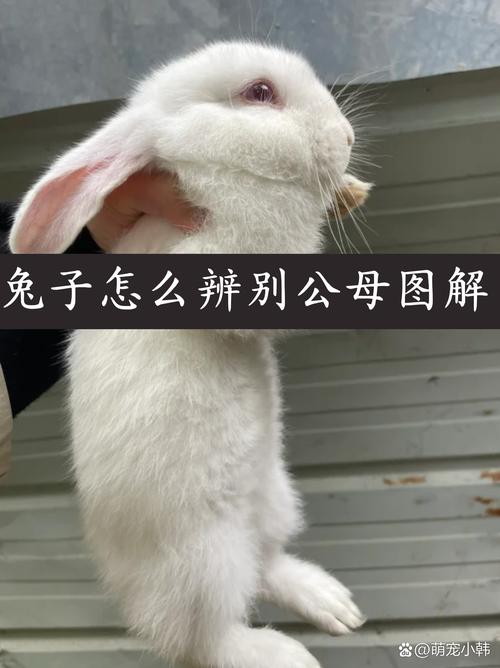 解析“公兔母兔怎么区分”你不知道的事-第7张图片 解析“公兔母兔怎么区分”你不知道的事-第7张图片