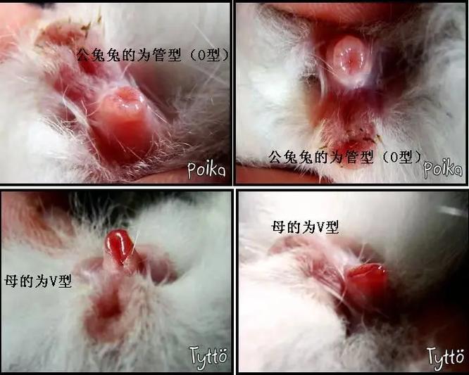 解析“公兔母兔怎么区分”你不知道的事-第8张图片 解析“公兔母兔怎么区分”你不知道的事-第8张图片