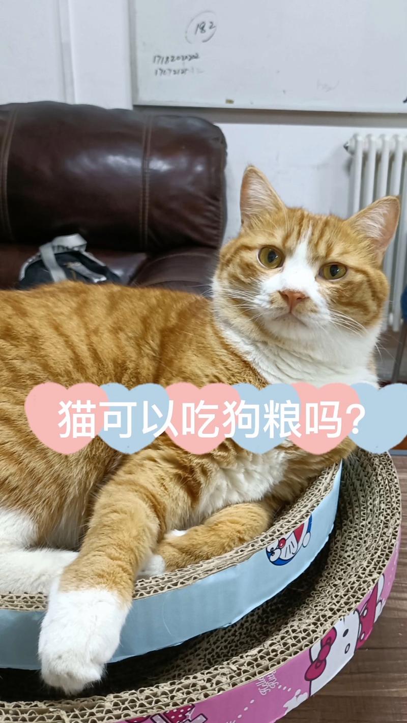 狗粮猫可以吃吗-小猫能吃狗粮吗-第6张图片 狗粮猫可以吃吗-小猫能吃狗粮吗-第6张图片