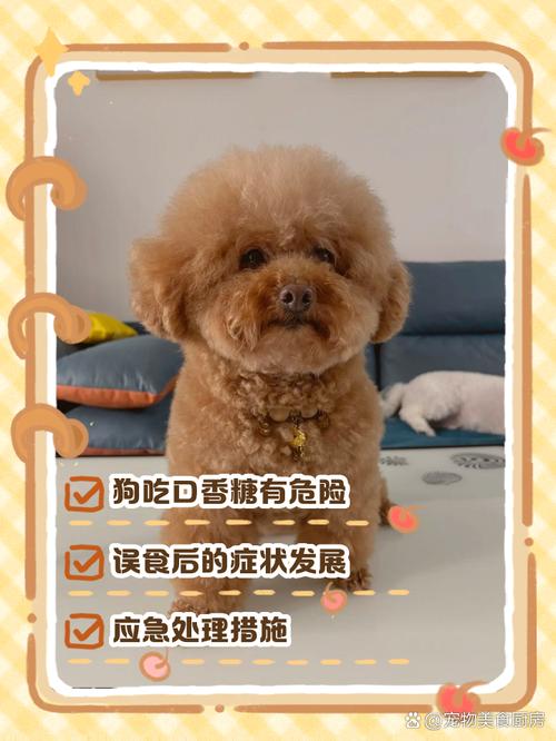 解析“狗狗吃了口香糖有事吗”你不知道的事-第1张图片 解析“狗狗吃了口香糖有事吗”你不知道的事-第1张图片