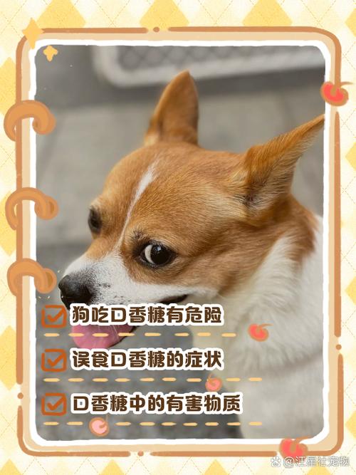 解析“狗狗吃了口香糖有事吗”你不知道的事-第3张图片 解析“狗狗吃了口香糖有事吗”你不知道的事-第3张图片
