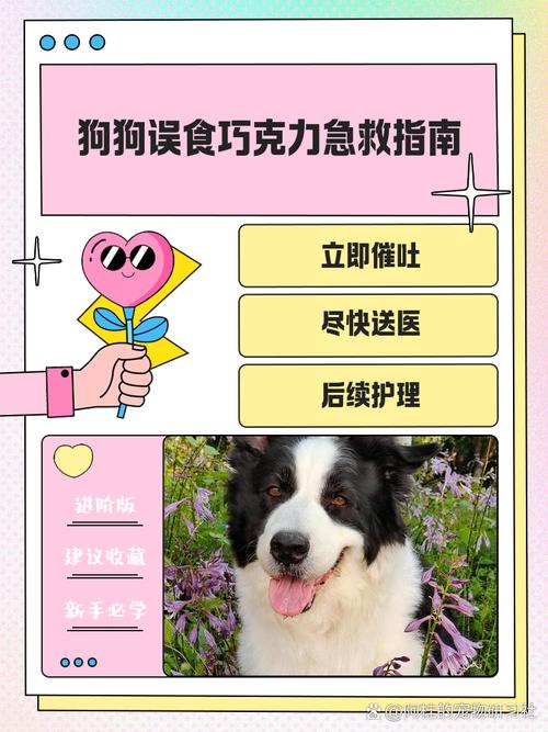 解析“狗狗吃了口香糖有事吗”你不知道的事-第4张图片 解析“狗狗吃了口香糖有事吗”你不知道的事-第4张图片