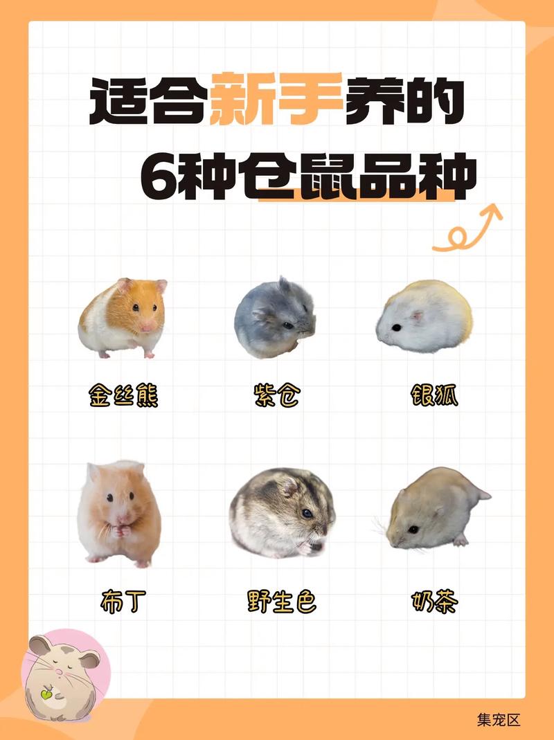 仓鼠有什么品种/仓鼠有什么品种图片