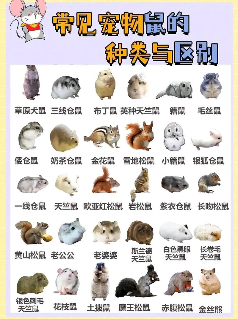 仓鼠有什么品种/仓鼠有什么品种图片-第10张图片 仓鼠有什么品种/仓鼠有什么品种图片-第10张图片