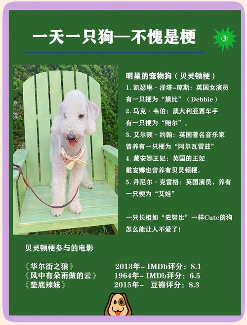 贝林顿梗,贝灵顿幼犬多少钱一只啊-第2张图片 贝林顿梗,贝灵顿幼犬多少钱一只啊-第2张图片