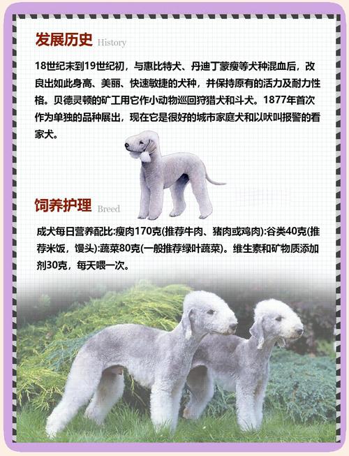 贝林顿梗,贝灵顿幼犬多少钱一只啊-第5张图片 贝林顿梗,贝灵顿幼犬多少钱一只啊-第5张图片