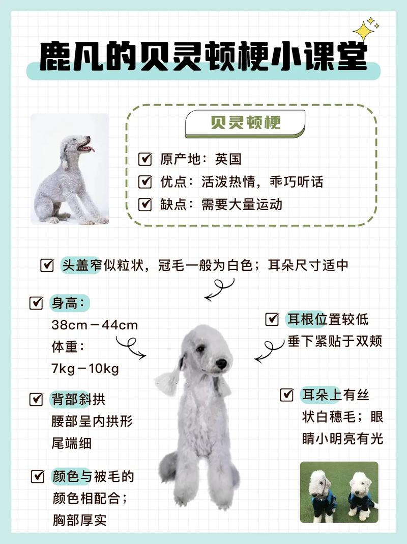 贝林顿梗,贝灵顿幼犬多少钱一只啊-第6张图片 贝林顿梗,贝灵顿幼犬多少钱一只啊-第6张图片