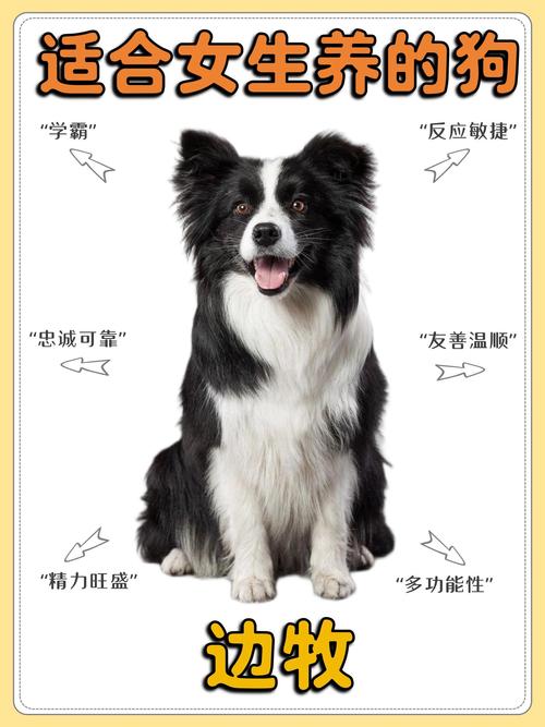 作为消费者“两个月大的边牧吃什么”你不能不知道