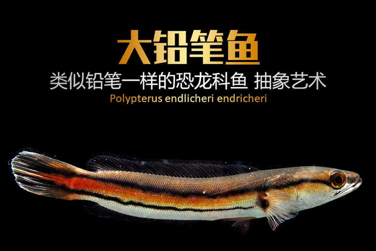 铅笔鱼需要加热吗-铅笔鱼可以冷水养吗-第3张图片 铅笔鱼需要加热吗-铅笔鱼可以冷水养吗-第3张图片