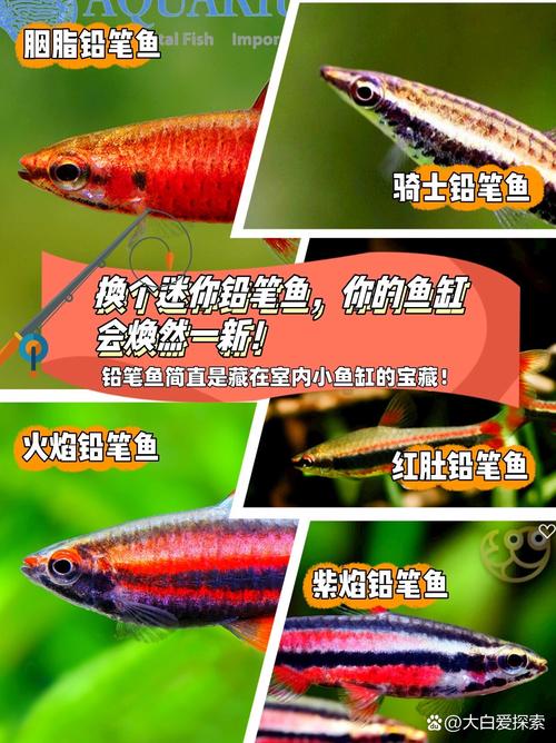 铅笔鱼需要加热吗-铅笔鱼可以冷水养吗-第4张图片 铅笔鱼需要加热吗-铅笔鱼可以冷水养吗-第4张图片