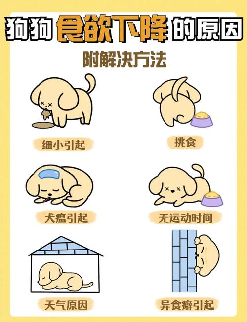 狗狗不吃不喝没精神怎么办-狗狗不吃东西没精神怎么了-第4张图片 狗狗不吃不喝没精神怎么办-狗狗不吃东西没精神怎么了-第4张图片