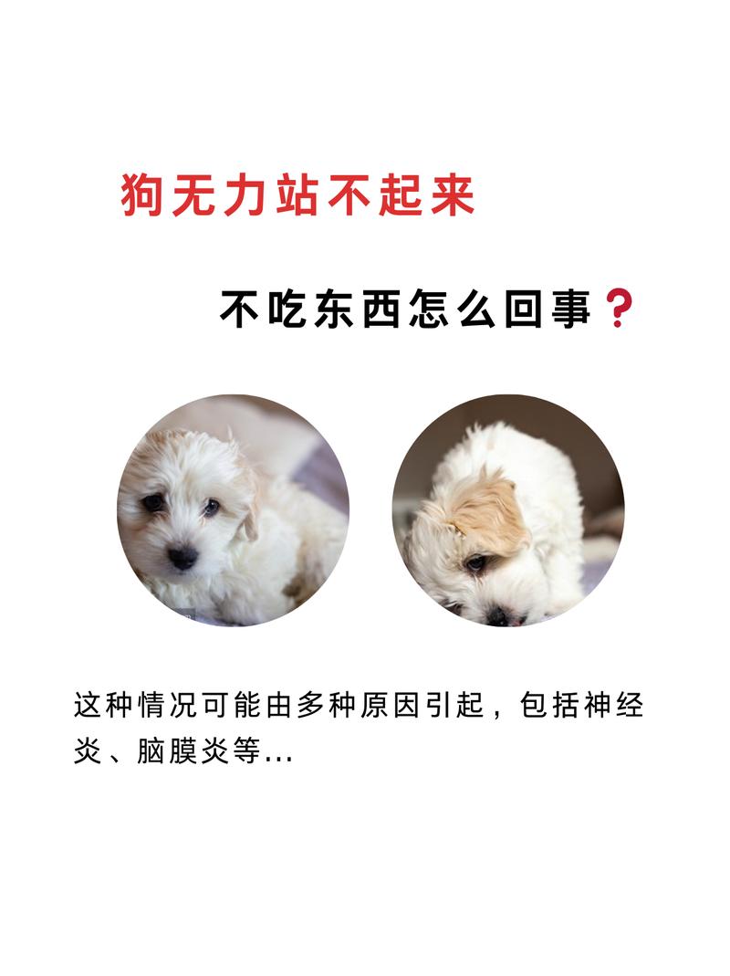 狗狗不吃不喝没精神怎么办-狗狗不吃东西没精神怎么了-第6张图片 狗狗不吃不喝没精神怎么办-狗狗不吃东西没精神怎么了-第6张图片
