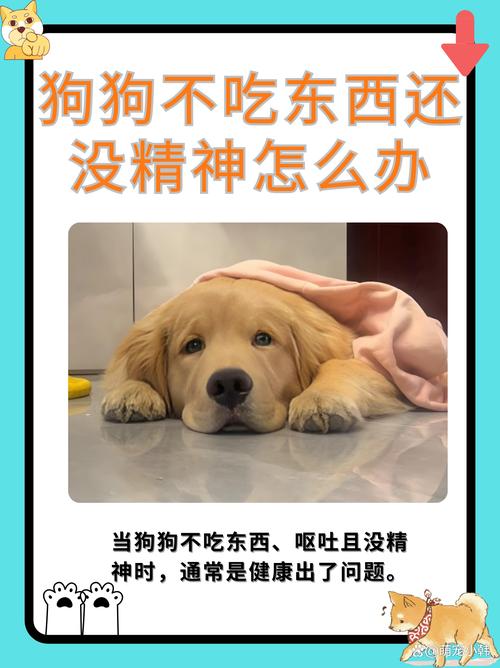 狗狗不吃不喝没精神怎么办-狗狗不吃东西没精神怎么了-第7张图片 狗狗不吃不喝没精神怎么办-狗狗不吃东西没精神怎么了-第7张图片
