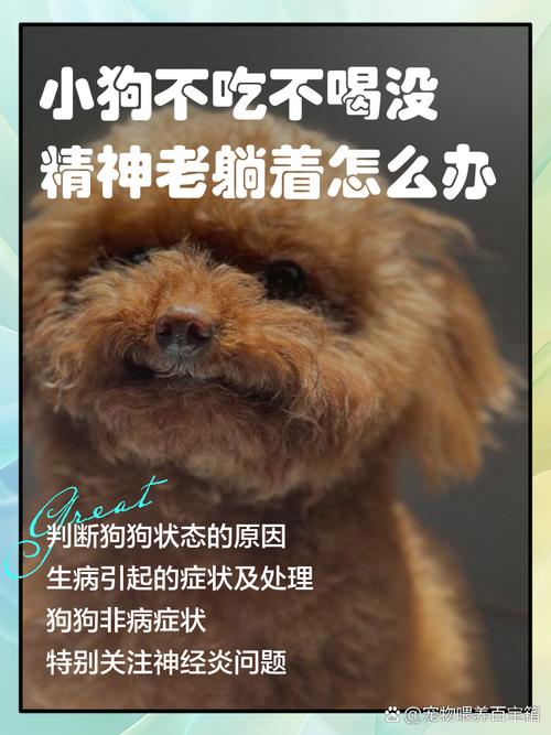 狗狗不吃不喝没精神怎么办-狗狗不吃东西没精神怎么了-第10张图片 狗狗不吃不喝没精神怎么办-狗狗不吃东西没精神怎么了-第10张图片