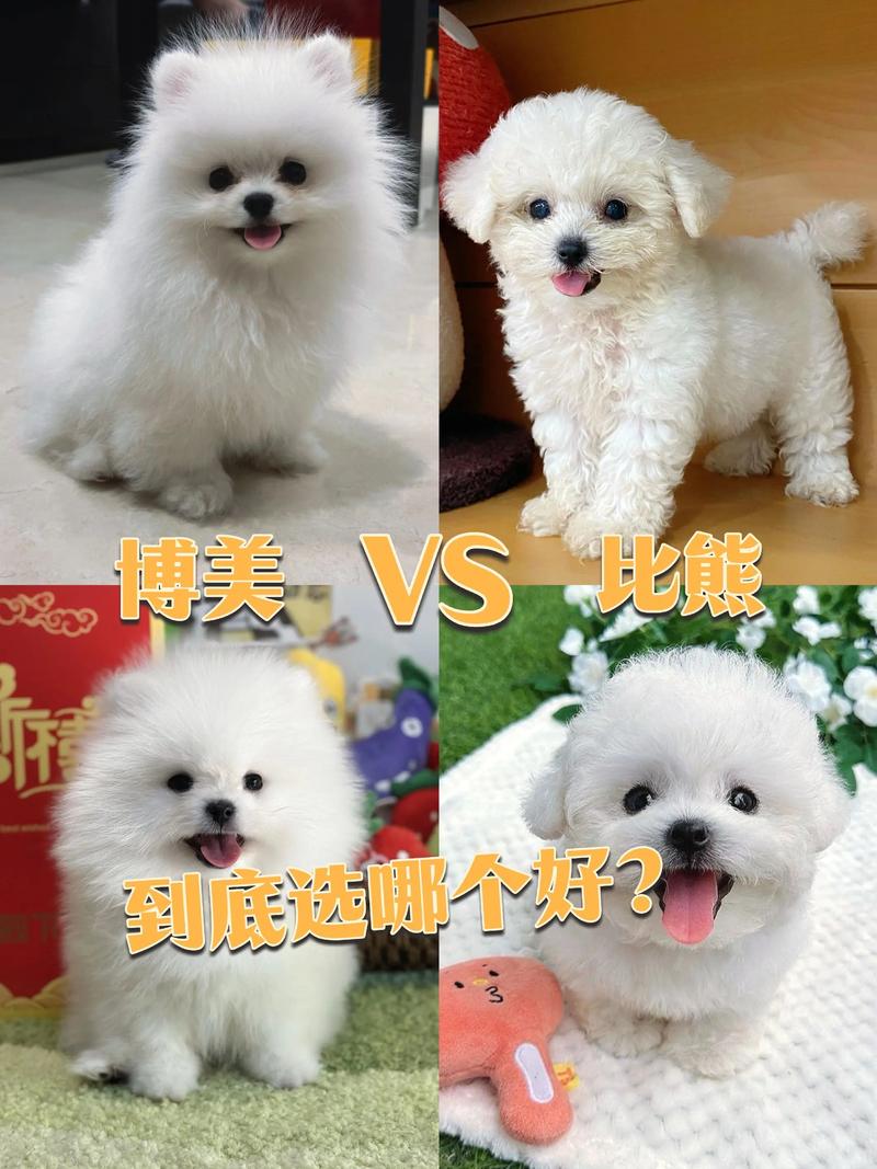 比熊和博美哪个好，女生为什么不能养比熊