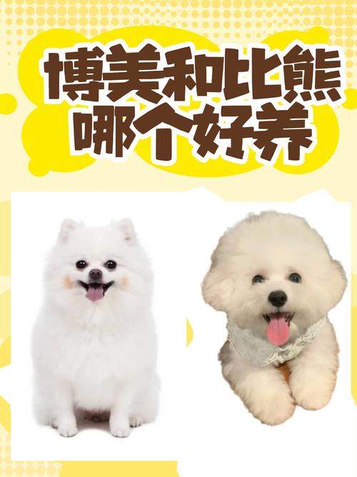 比熊和博美哪个好,女生为什么不能养比熊-第3张图片 比熊和博美哪个好,女生为什么不能养比熊-第3张图片
