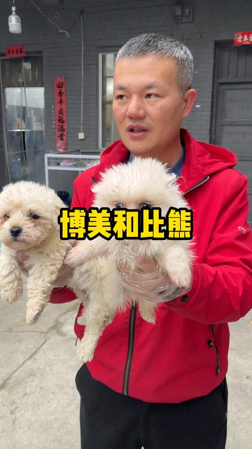 比熊和博美哪个好,女生为什么不能养比熊-第4张图片 比熊和博美哪个好,女生为什么不能养比熊-第4张图片