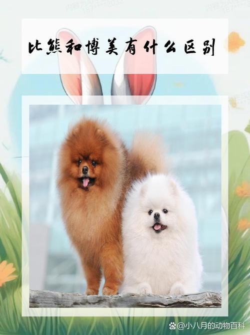 比熊和博美哪个好,女生为什么不能养比熊-第8张图片 比熊和博美哪个好,女生为什么不能养比熊-第8张图片