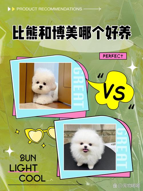 比熊和博美哪个好,女生为什么不能养比熊-第9张图片 比熊和博美哪个好,女生为什么不能养比熊-第9张图片