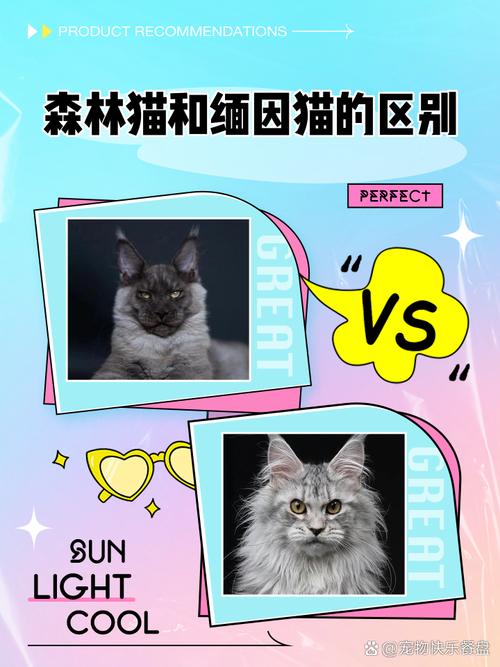 挪威森林猫是大型猫吗,挪威森林猫是什么品种-第1张图片 挪威森林猫是大型猫吗,挪威森林猫是什么品种-第1张图片
