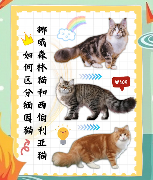 挪威森林猫是大型猫吗,挪威森林猫是什么品种-第2张图片 挪威森林猫是大型猫吗,挪威森林猫是什么品种-第2张图片