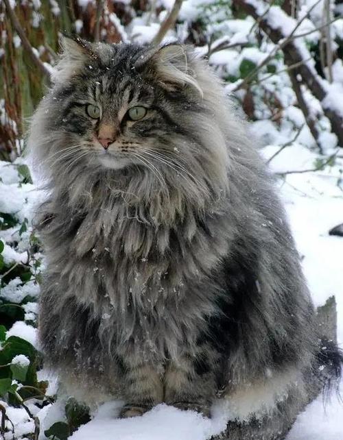 挪威森林猫是大型猫吗,挪威森林猫是什么品种-第3张图片 挪威森林猫是大型猫吗,挪威森林猫是什么品种-第3张图片