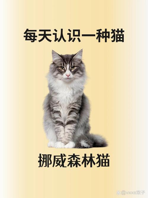 挪威森林猫是大型猫吗,挪威森林猫是什么品种-第5张图片 挪威森林猫是大型猫吗,挪威森林猫是什么品种-第5张图片