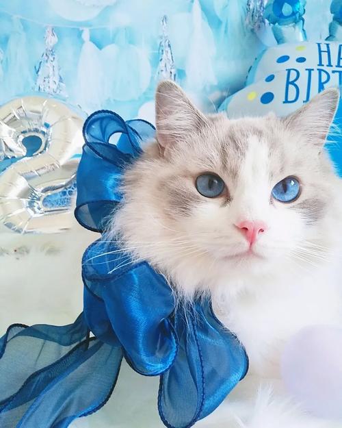 蓝眼睛的猫/纯白长毛蓝眼睛的猫-第5张图片 蓝眼睛的猫/纯白长毛蓝眼睛的猫-第5张图片
