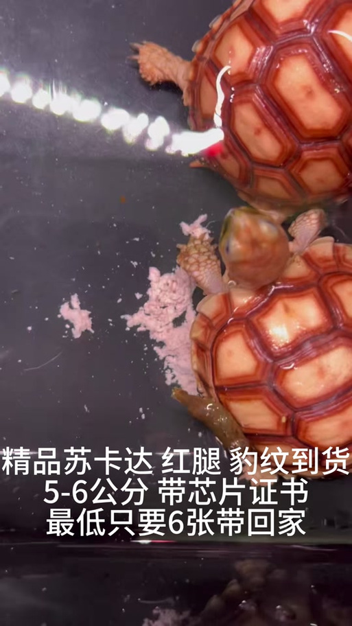 红腿陆龟是什么级别-红腿陆龟学名-第1张图片 红腿陆龟是什么级别-红腿陆龟学名-第1张图片