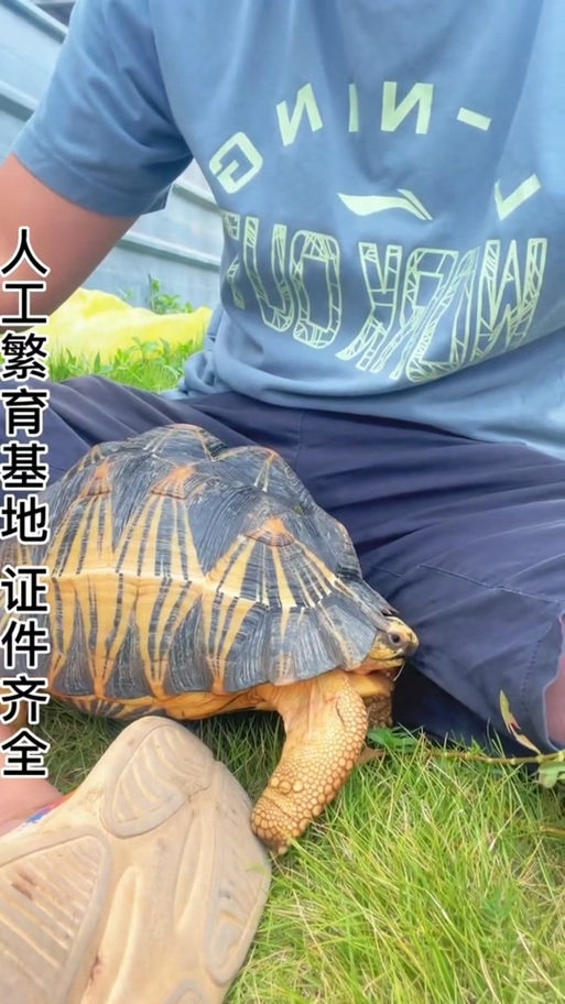 红腿陆龟是什么级别-红腿陆龟学名-第2张图片 红腿陆龟是什么级别-红腿陆龟学名-第2张图片