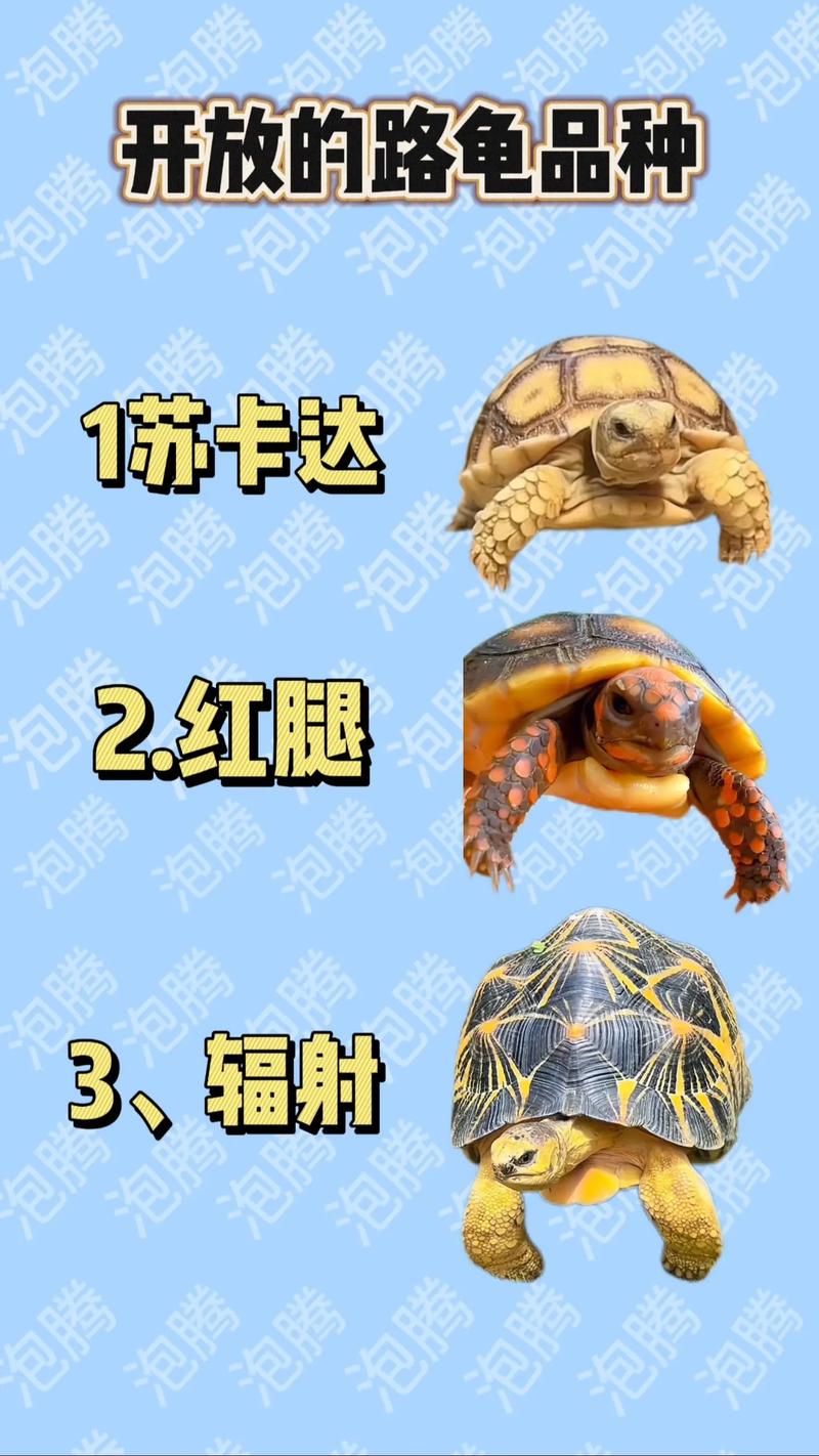 红腿陆龟是什么级别-红腿陆龟学名-第3张图片 红腿陆龟是什么级别-红腿陆龟学名-第3张图片