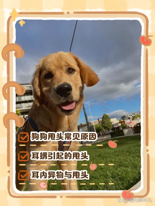 作为消费者“狗狗老是甩头怎么回事”你不能不知道-第4张图片 作为消费者“狗狗老是甩头怎么回事”你不能不知道-第4张图片