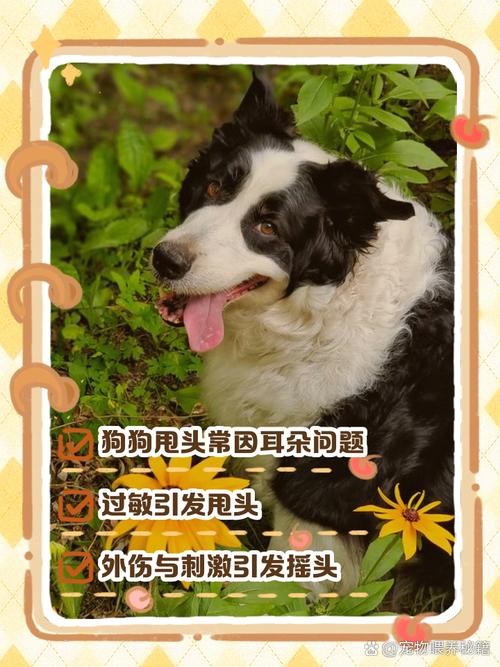 作为消费者“狗狗老是甩头怎么回事”你不能不知道-第5张图片 作为消费者“狗狗老是甩头怎么回事”你不能不知道-第5张图片