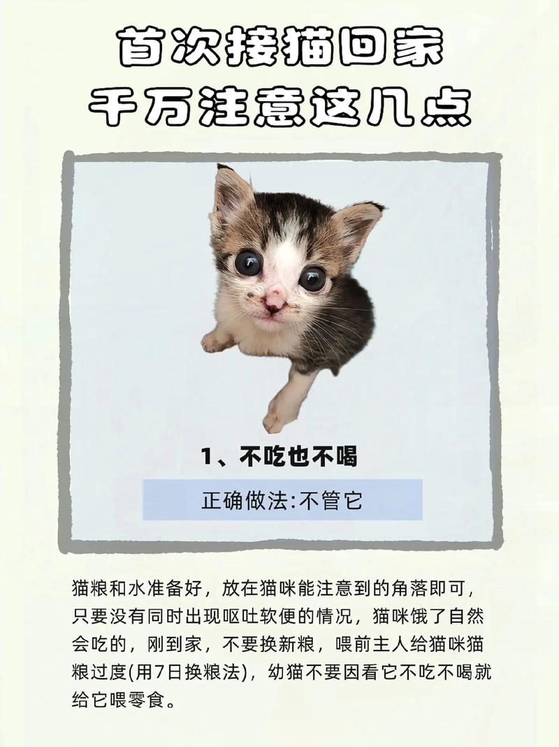 带猫咪出门要注意什么-带猫咪出门要准备什么-第3张图片 带猫咪出门要注意什么-带猫咪出门要准备什么-第3张图片