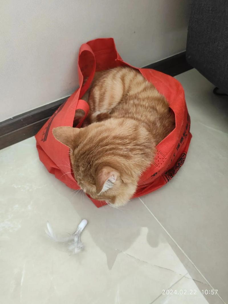 带猫咪出门要注意什么-带猫咪出门要准备什么-第5张图片 带猫咪出门要注意什么-带猫咪出门要准备什么-第5张图片