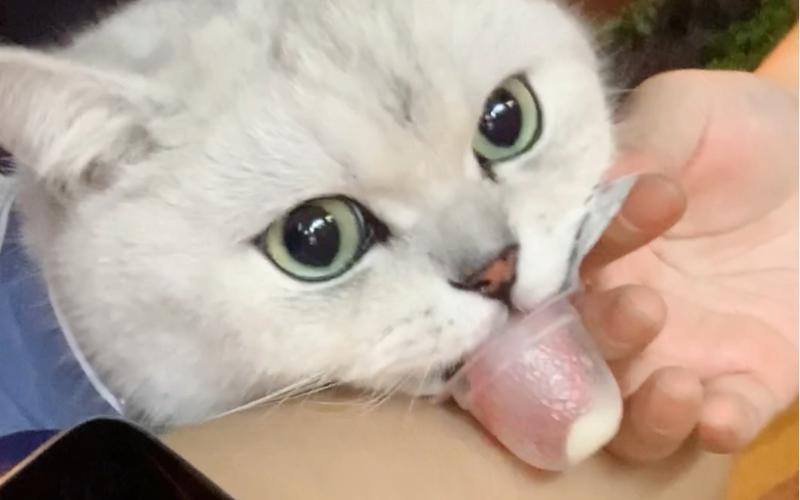 果冻猫,果冻猫在哪换-第3张图片 果冻猫,果冻猫在哪换-第3张图片