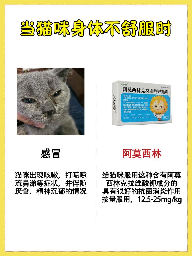 猫咪可以吃阿莫西林吗/猫可以吃阿莫西林药片吗-第1张图片 猫咪可以吃阿莫西林吗/猫可以吃阿莫西林药片吗-第1张图片