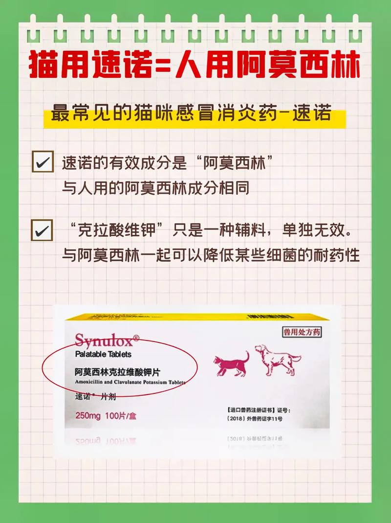 猫咪可以吃阿莫西林吗/猫可以吃阿莫西林药片吗-第2张图片 猫咪可以吃阿莫西林吗/猫可以吃阿莫西林药片吗-第2张图片