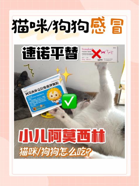 猫咪可以吃阿莫西林吗/猫可以吃阿莫西林药片吗-第5张图片 猫咪可以吃阿莫西林吗/猫可以吃阿莫西林药片吗-第5张图片