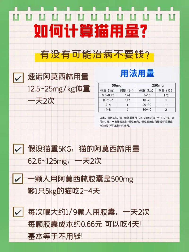 猫咪可以吃阿莫西林吗/猫可以吃阿莫西林药片吗-第8张图片 猫咪可以吃阿莫西林吗/猫可以吃阿莫西林药片吗-第8张图片