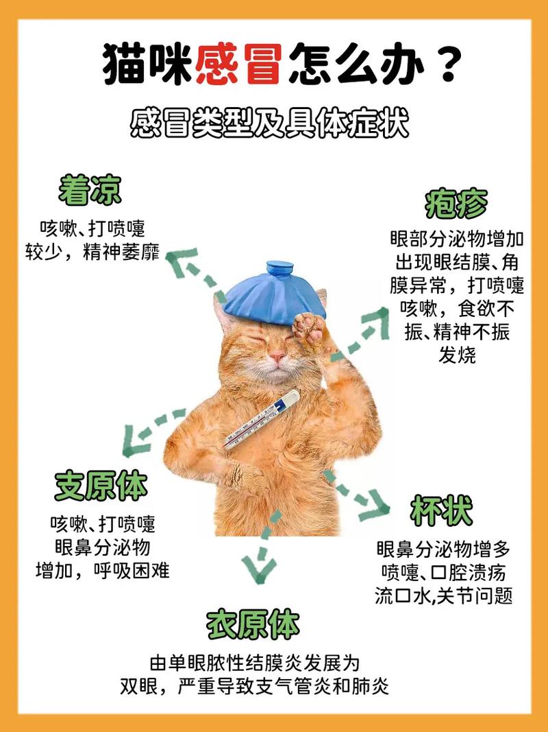 猫咪可以吃阿莫西林吗/猫可以吃阿莫西林药片吗-第9张图片 猫咪可以吃阿莫西林吗/猫可以吃阿莫西林药片吗-第9张图片