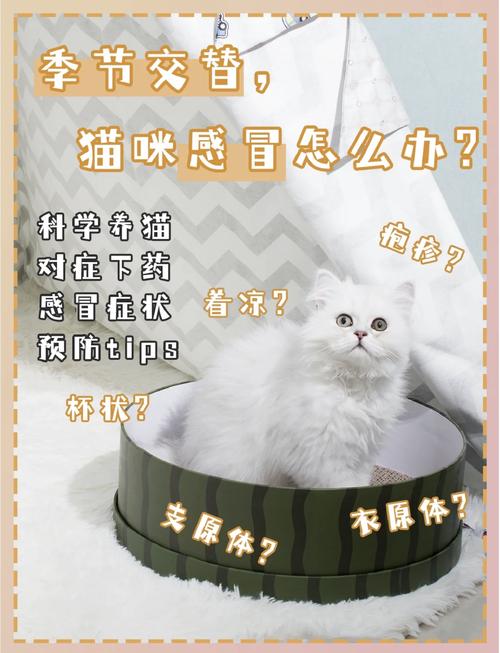 猫咪可以吃阿莫西林吗/猫可以吃阿莫西林药片吗-第10张图片 猫咪可以吃阿莫西林吗/猫可以吃阿莫西林药片吗-第10张图片