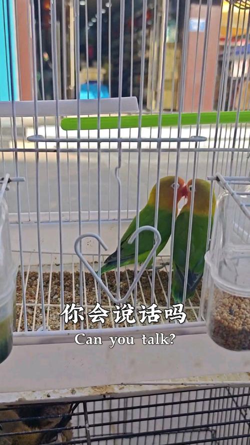 大绯胸原来说话现在-大绯胸鹦鹉属于大型鹦鹉吗-第2张图片 大绯胸原来说话现在-大绯胸鹦鹉属于大型鹦鹉吗-第2张图片
